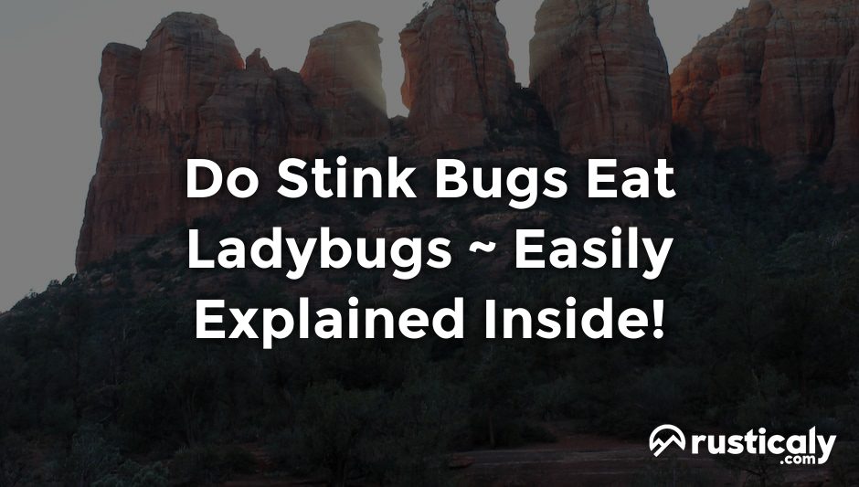 do stink bugs eat ladybugs