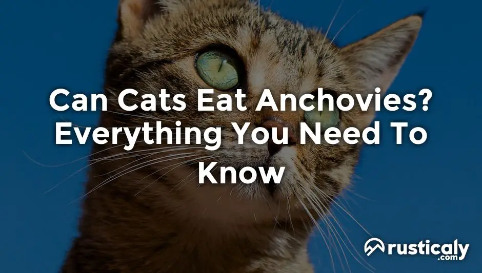 can cats eat anchovies