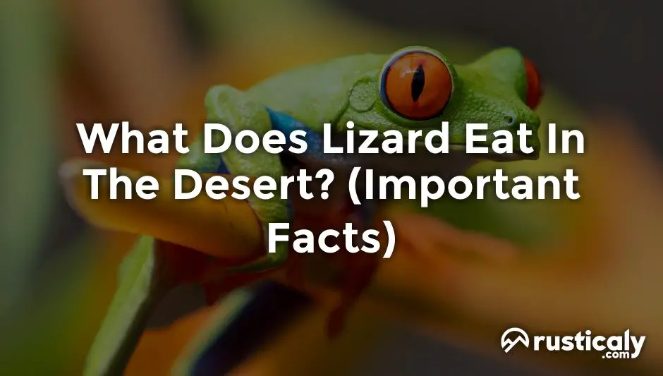 what does lizard eat in the desert