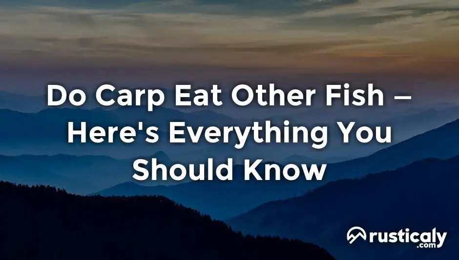 do carp eat other fish