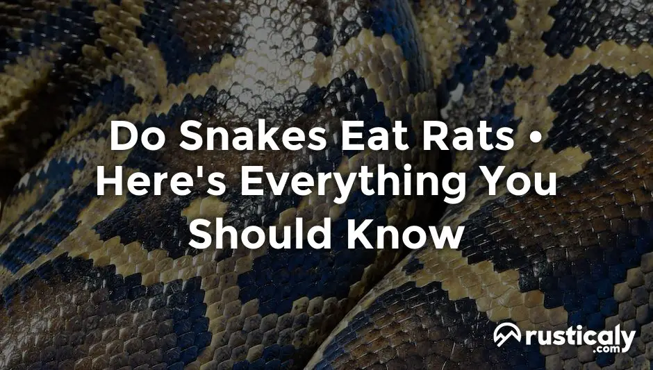 do snakes eat rats