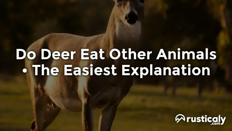 do deer eat other animals