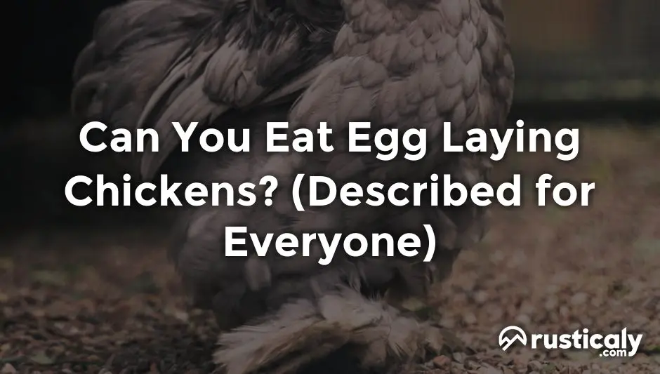 can you eat egg laying chickens