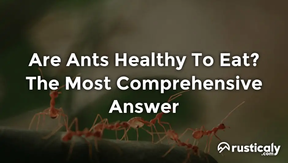 are ants healthy to eat