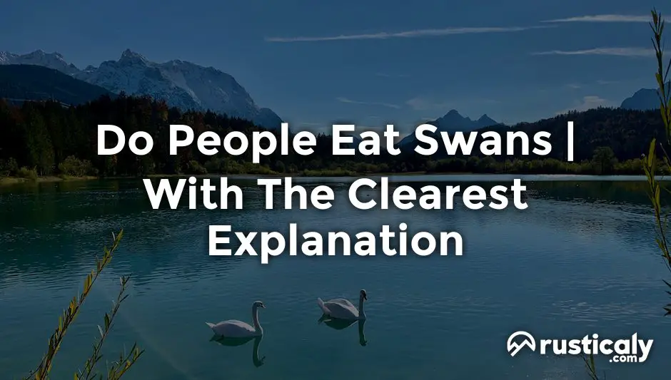 do people eat swans