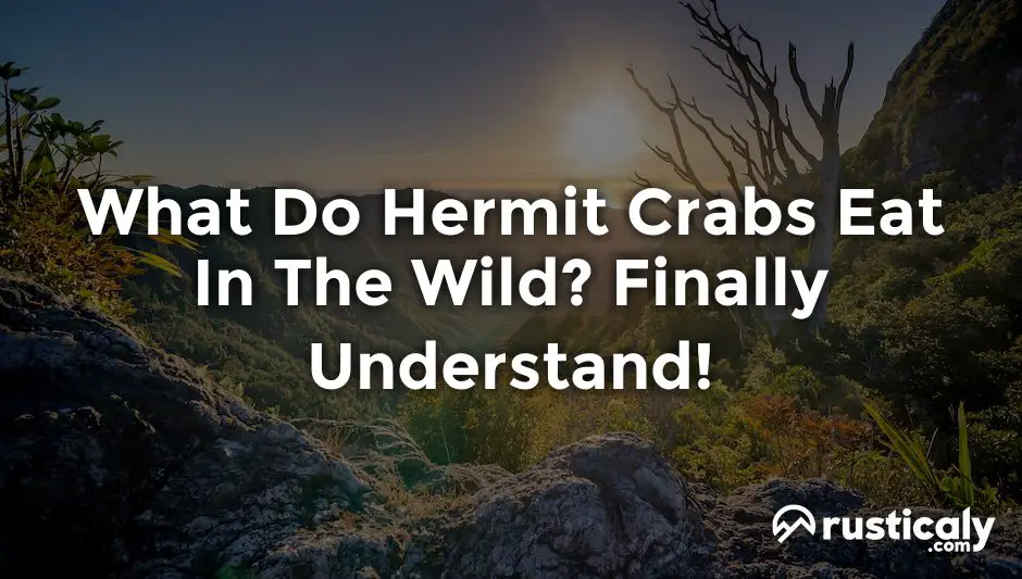 what do hermit crabs eat in the wild