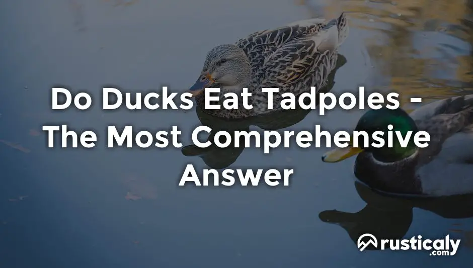 do ducks eat tadpoles