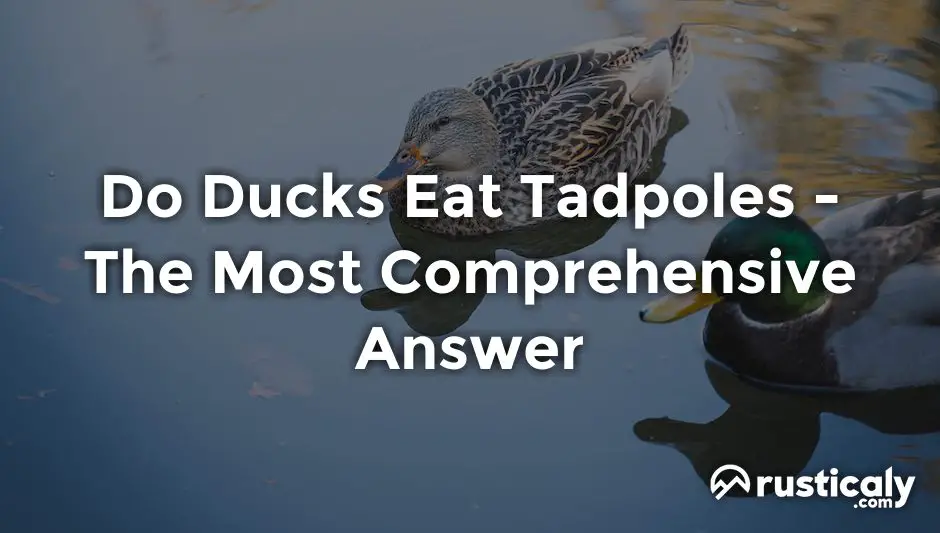 Do Ducks Eat Tadpoles Everyone Should Know This!