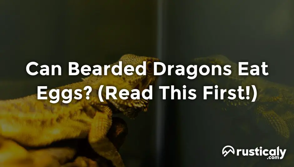 can bearded dragons eat eggs
