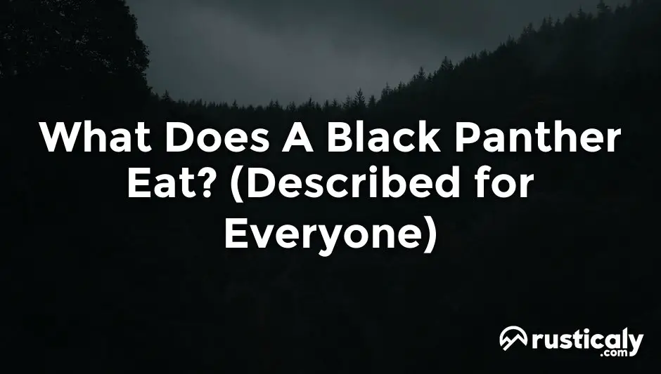 what does a black panther eat