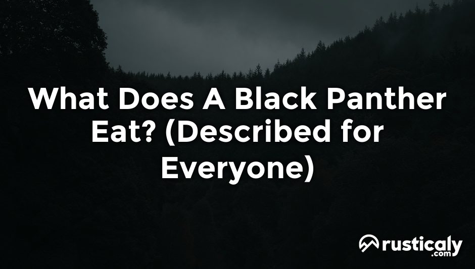 what does a black panther eat