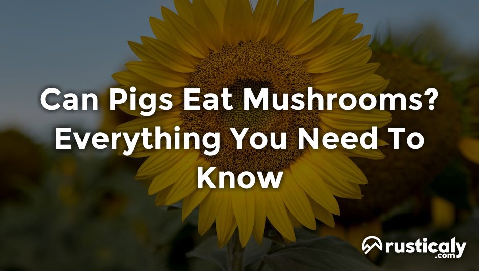can pigs eat mushrooms