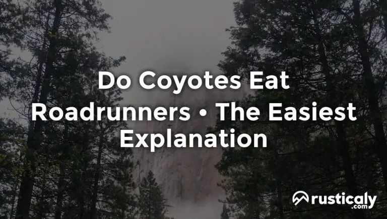 do coyotes eat roadrunners