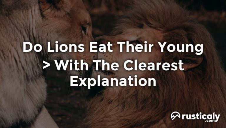 do lions eat their young