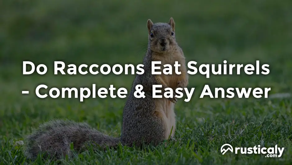 do raccoons eat squirrels