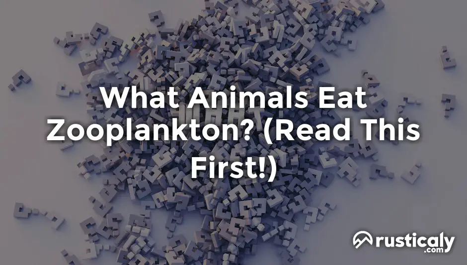 what animals eat zooplankton