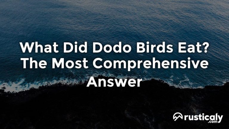 what did dodo birds eat