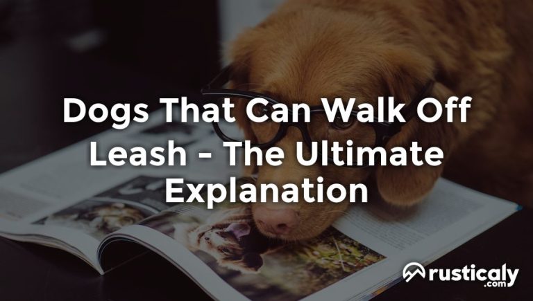 dogs that can walk off leash