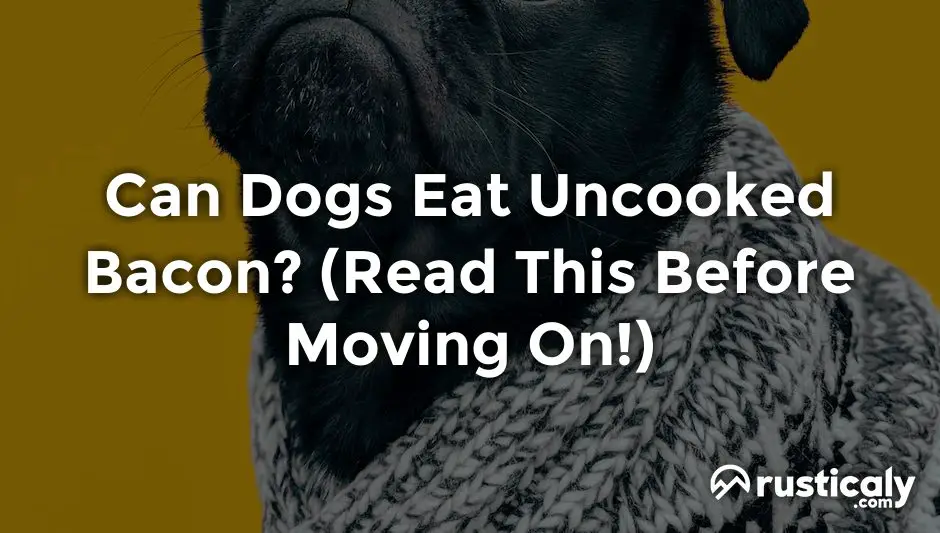 can dogs eat uncooked bacon