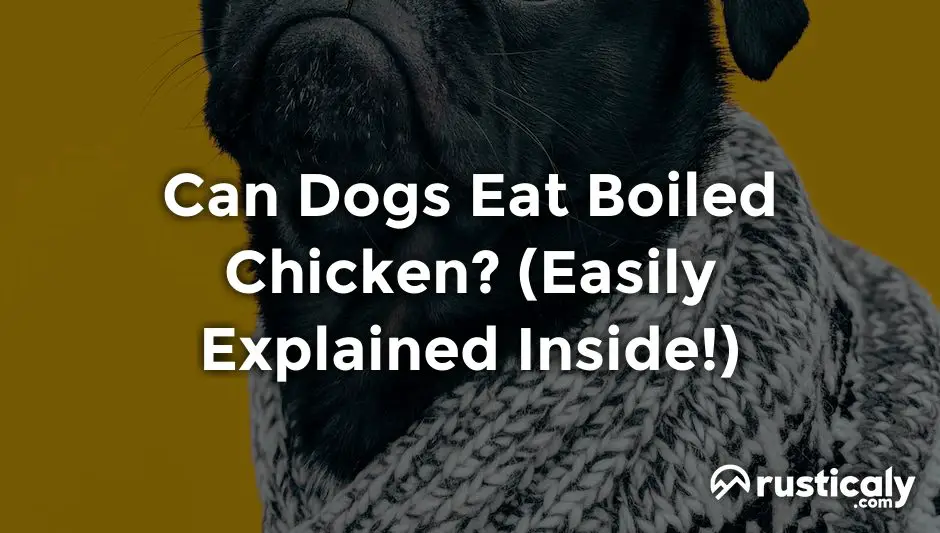 can dogs eat boiled chicken