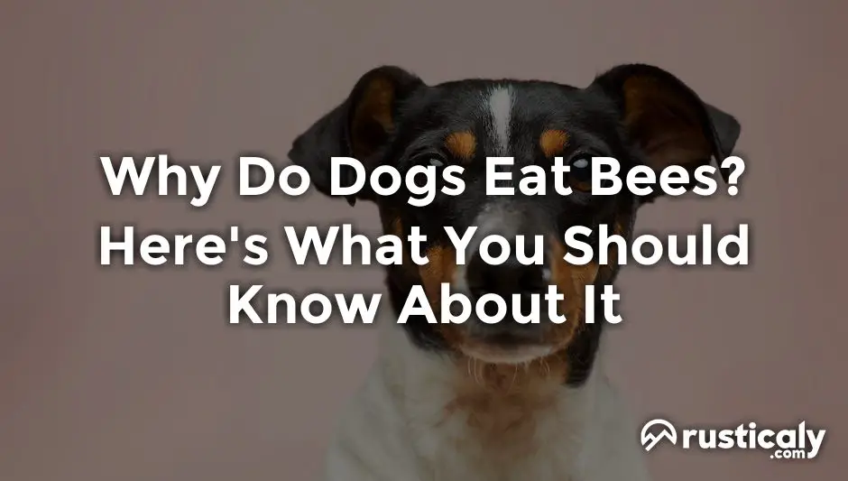 why do dogs eat bees