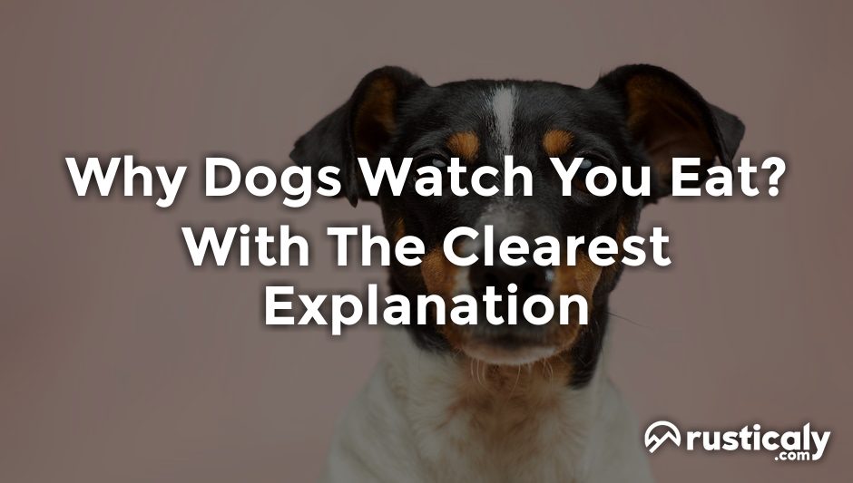 why dogs watch you eat