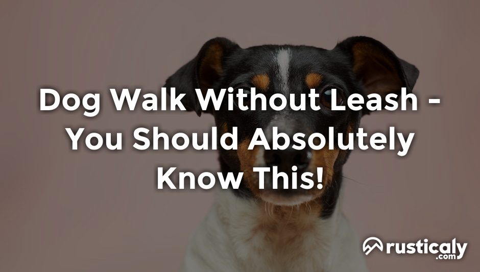 dog walk without leash