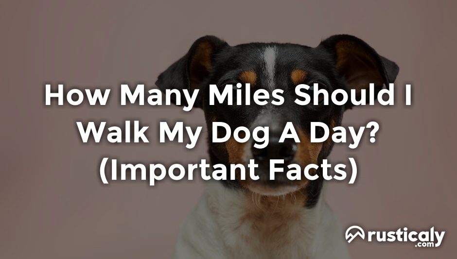 how many miles should i walk my dog a day