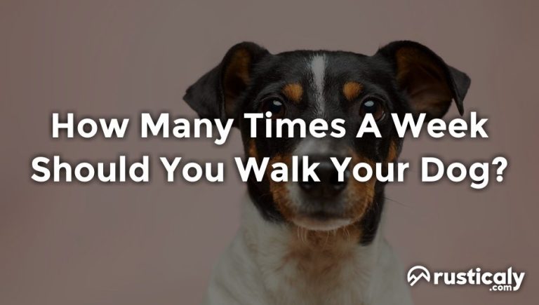 How Many Times A Week Should You Walk Your Dog?