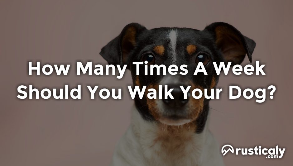 how many times a week should you walk your dog