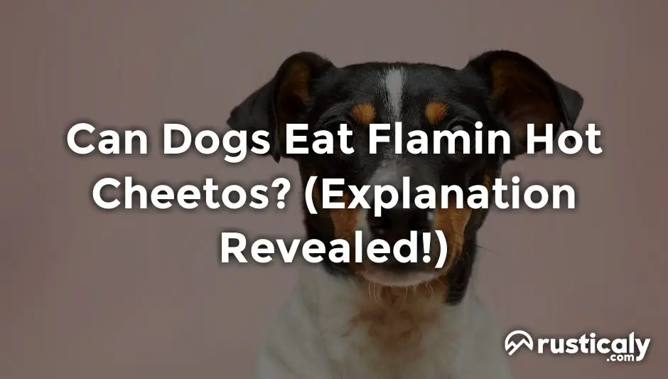 can dogs eat flamin hot cheetos