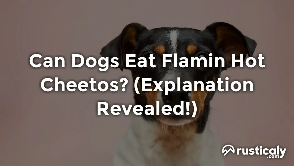 Can Dogs Eat Flamin Hot Cheetos? (Described for Everyone)