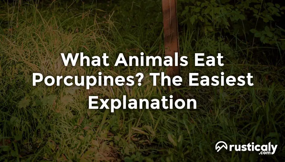 what animals eat porcupines