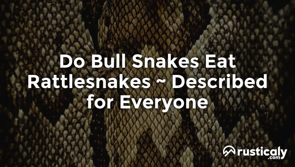 do bull snakes eat rattlesnakes