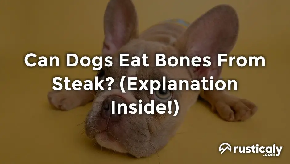can dogs eat bones from steak