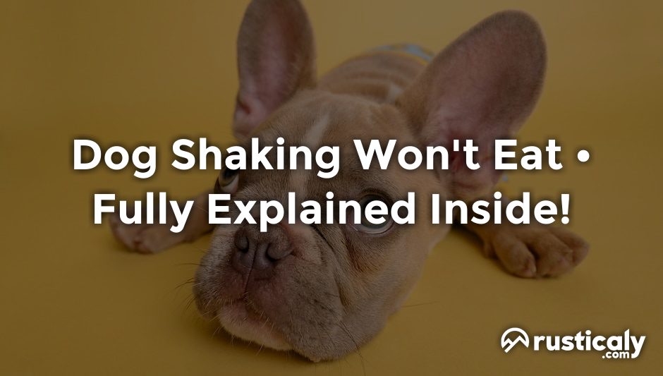 dog shaking won't eat