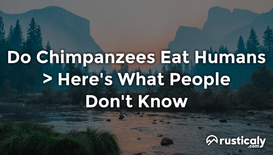 do chimpanzees eat humans