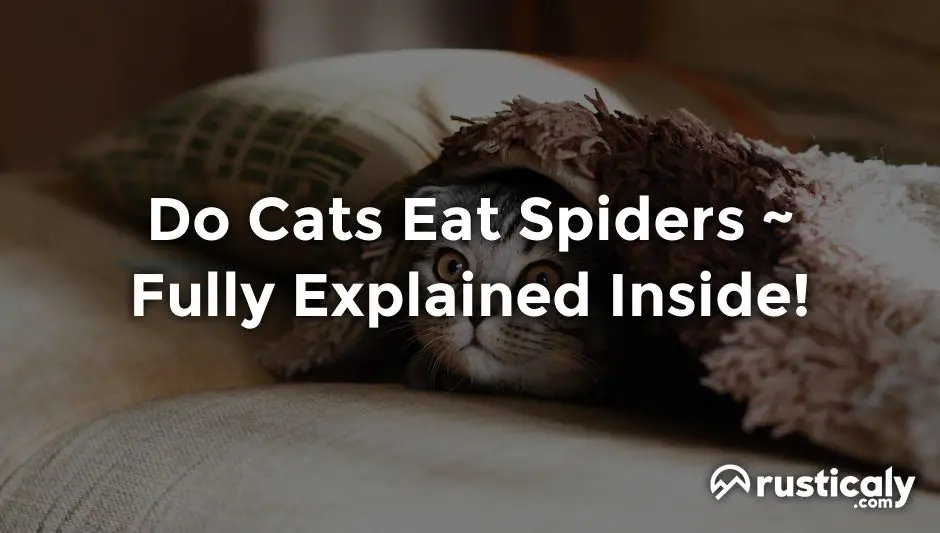 do cats eat spiders