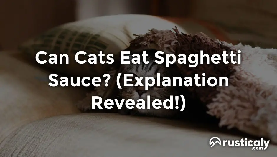 can cats eat spaghetti sauce