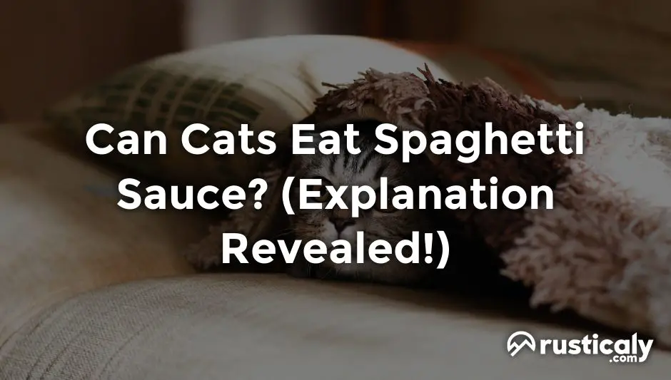 Can Cats Eat Spaghetti Sauce? The Best Explanation