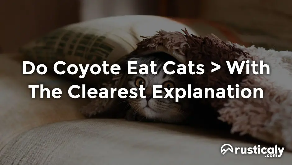 do coyote eat cats