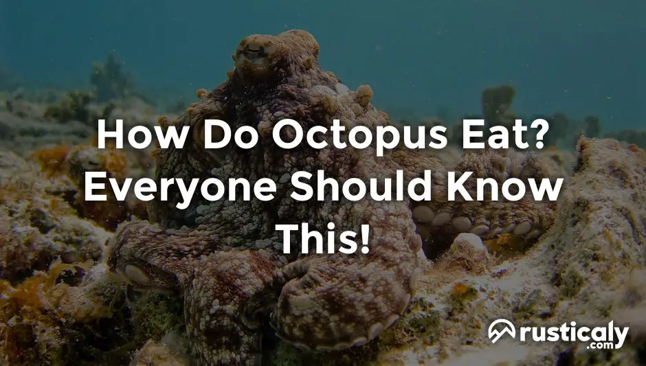 how do octopus eat