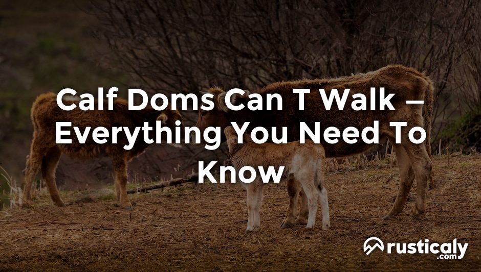 calf doms can t walk
