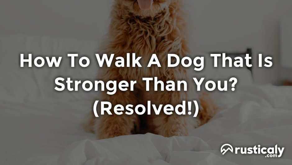 how to walk a dog that is stronger than you