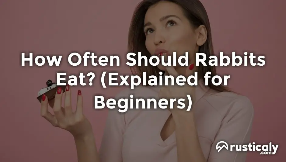 how often should rabbits eat