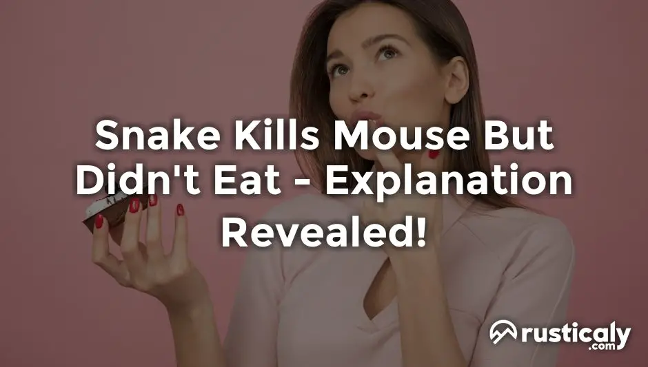 snake kills mouse but didn't eat