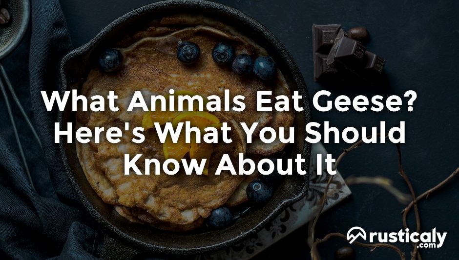 what animals eat geese