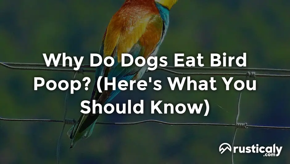 why do dogs eat bird poop