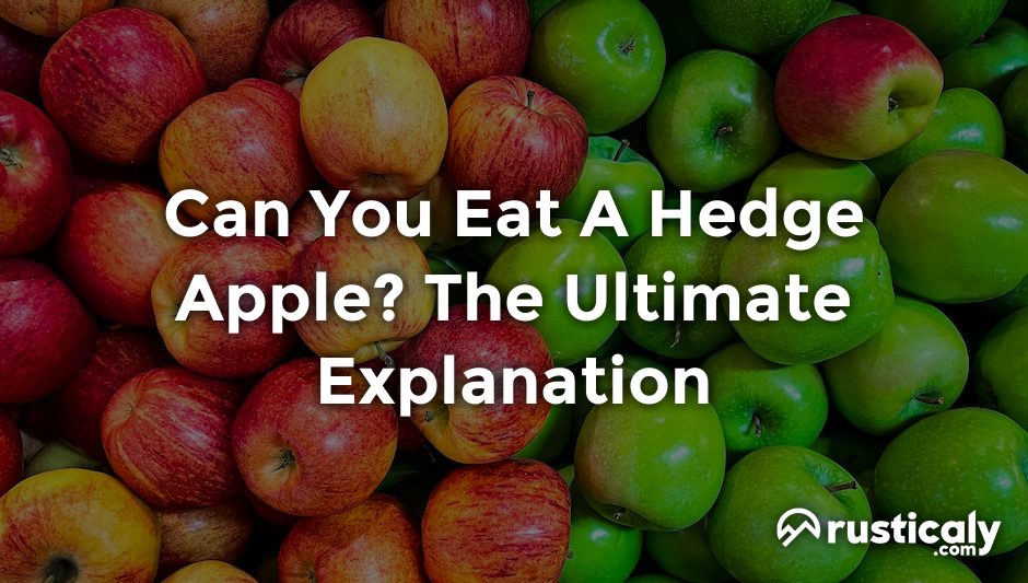 can you eat a hedge apple