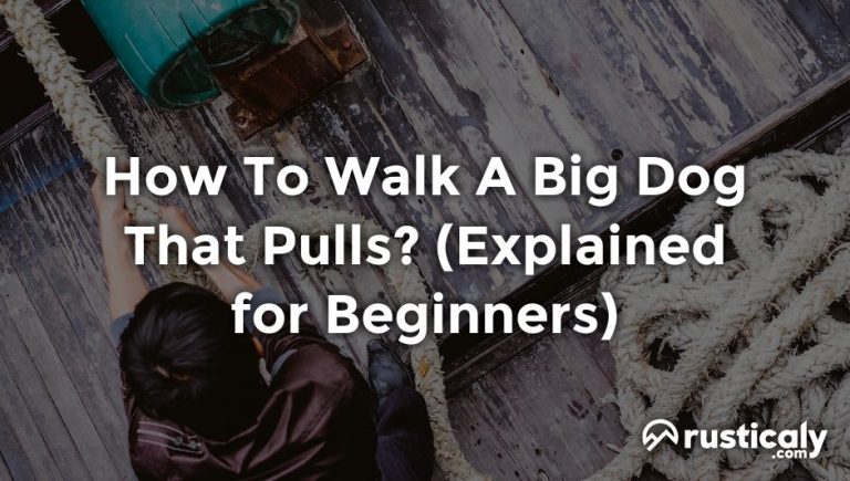 how to walk a big dog that pulls